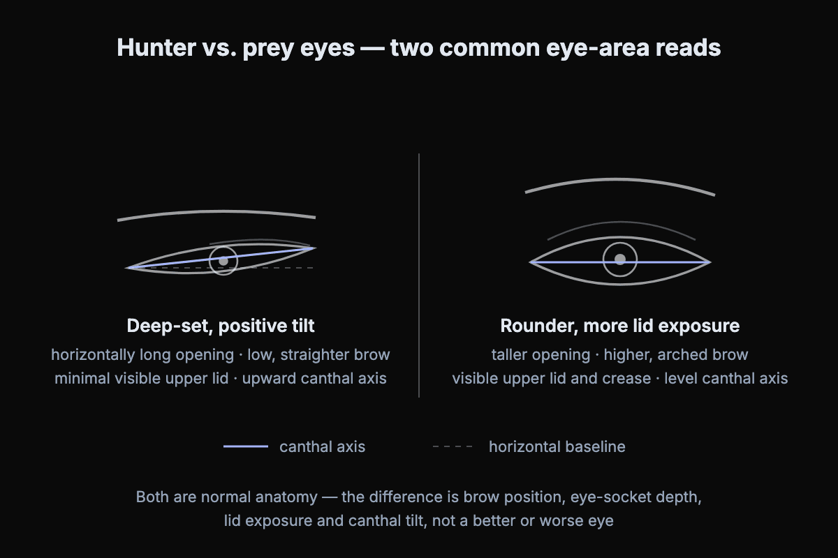 Diagram comparing hunter eyes and prey eyes: a deep-set, horizontally long eye with a low straight brow and positive canthal tilt next to a rounder, more open eye with a higher arched brow and more upper-lid exposure